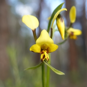 Diuris goonooensis at Bumbaldry, NSW - suppressed