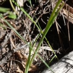 Diuris goonooensis at Bumbaldry, NSW - 30 Aug 2024