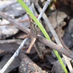 Keyacris sp. (genus) (Matchstick grasshopper) at Cowra, NSW - 29 Aug 2024 by AnneG1