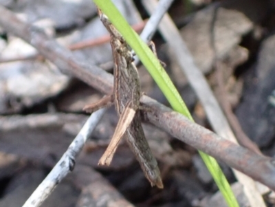 Keyacris sp. (genus) (Matchstick grasshopper) at Cowra, NSW - 29 Aug 2024 by AnneG1