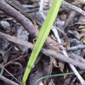 Keyacris sp. (genus) at Cowra, NSW - 29 Aug 2024