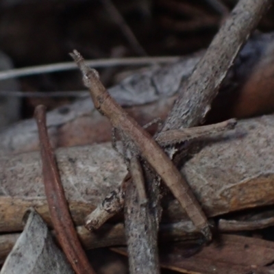 Keyacris sp. (genus) (Matchstick grasshopper) at Cowra, NSW - 29 Aug 2024 by AnneG1