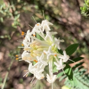 Pimelea linifolia at Cowra, NSW - 29 Aug 2024 01:18 PM