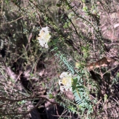 Pimelea linifolia at Cowra, NSW - 29 Aug 2024 01:18 PM