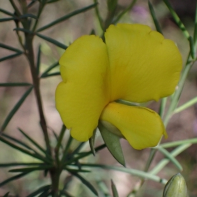 Gompholobium huegelii (Pale Wedge Pea) at Cowra, NSW - 29 Aug 2024 by AnneG1