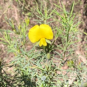 Gompholobium huegelii at Cowra, NSW - 29 Aug 2024