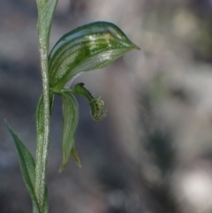 Pterostylis stenosepala (Narrow-Sepalled Greenhood) at Cowra, NSW - 29 Aug 2024 by AnneG1