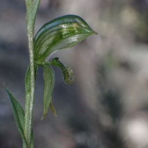 Pterostylis stenosepala at Cowra, NSW - suppressed