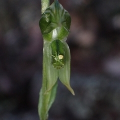 Pterostylis stenosepala at Cowra, NSW - suppressed