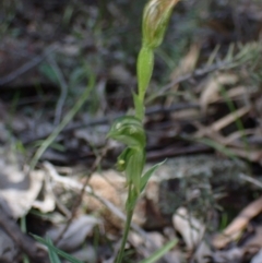 Pterostylis stenosepala at Cowra, NSW - 29 Aug 2024