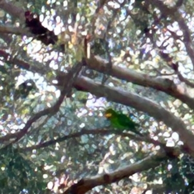 Polytelis swainsonii (Superb Parrot) at Holt, ACT - 2 Sep 2024 by Jillw