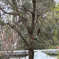 Alisterus scapularis (Australian King-Parrot) at Higgins, ACT - 2 Sep 2024 by Jillw