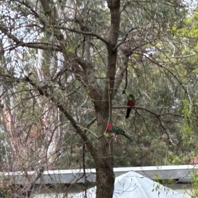 Alisterus scapularis (Australian King-Parrot) at Higgins, ACT - 2 Sep 2024 by Jillw