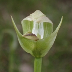 Pterostylis curta (Blunt Greenhood) at Cowra, NSW - 29 Aug 2024 by AnneG1