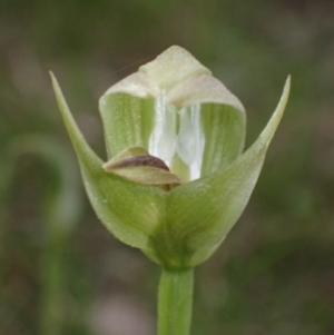 Pterostylis curta at Cowra, NSW - suppressed