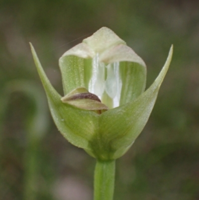 Pterostylis curta (Blunt Greenhood) at Cowra, NSW - 29 Aug 2024 by AnneG1