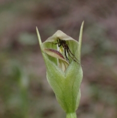 Pterostylis curta at Cowra, NSW - suppressed