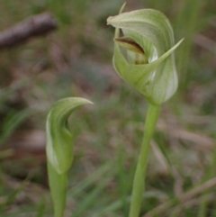 Pterostylis curta at Cowra, NSW - suppressed