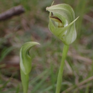 Pterostylis curta at Cowra, NSW - suppressed