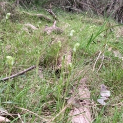 Pterostylis curta at Cowra, NSW - suppressed