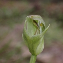 Pterostylis curta at Cowra, NSW - suppressed