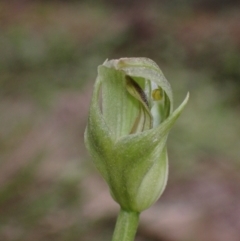 Pterostylis curta at Cowra, NSW - 30 Aug 2024