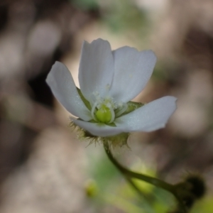 Drosera gunniana at Bumbaldry, NSW - 29 Aug 2024 03:30 PM