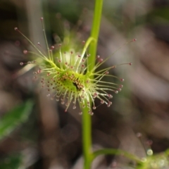 Drosera gunniana at Bumbaldry, NSW - 29 Aug 2024