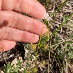 Drosera gunniana at Bumbaldry, NSW - 29 Aug 2024