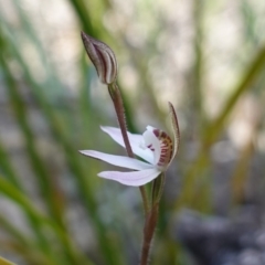 Caladenia fuscata (Dusky Fingers) at Bumbaldry, NSW - 30 Aug 2024 by RobG1