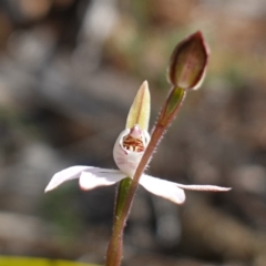 Caladenia fuscata at Bumbaldry, NSW - suppressed