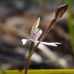 Caladenia fuscata at Bumbaldry, NSW - suppressed