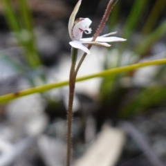 Caladenia fuscata at Bumbaldry, NSW - suppressed