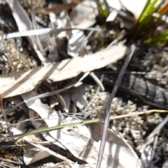 Caladenia fuscata at Bumbaldry, NSW - suppressed