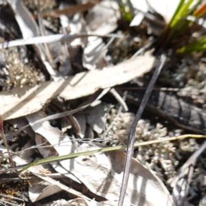 Caladenia fuscata at Bumbaldry, NSW - suppressed