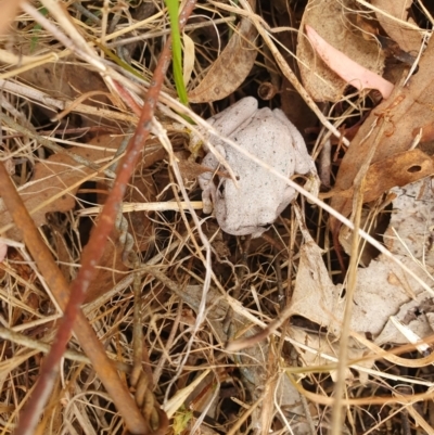 Litoria peronii (Peron's Tree Frog, Emerald Spotted Tree Frog) at Tharwa, ACT - 16 Mar 2024 by CorinPennock