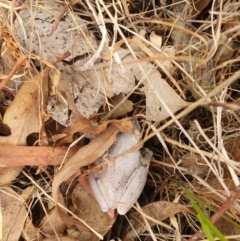 Litoria peronii at Tharwa, ACT - 16 Mar 2024