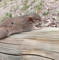 Antechinus agilis at Tharwa, ACT - 2 Sep 2024 by CorinPennock