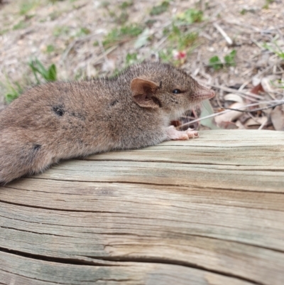 Antechinus agilis at Tharwa, ACT - 2 Sep 2024 by CorinPennock