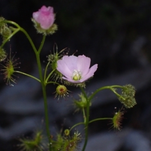 Drosera gunniana at Bumbaldry, NSW - 30 Aug 2024