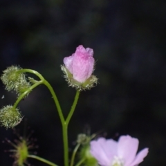 Drosera gunniana at Bumbaldry, NSW - 30 Aug 2024