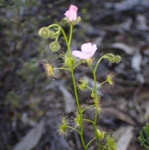 Drosera gunniana at Bumbaldry, NSW - 30 Aug 2024