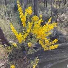 Acacia buxifolia subsp. buxifolia at Bumbaldry, NSW - 29 Aug 2024 03:19 PM