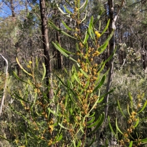 Acacia gladiiformis at Bumbaldry, NSW - 29 Aug 2024