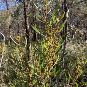 Acacia gladiiformis at Bumbaldry, NSW - 29 Aug 2024 02:29 PM