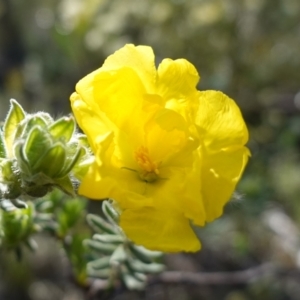 Hibbertia crinita at Bumbaldry, NSW - 30 Aug 2024 02:41 PM