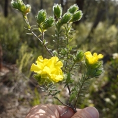 Hibbertia crinita at Bumbaldry, NSW - 30 Aug 2024