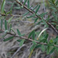 Hibbertia crinita at Bumbaldry, NSW - 30 Aug 2024