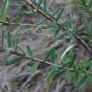 Hibbertia crinita at Bumbaldry, NSW - 30 Aug 2024 02:41 PM