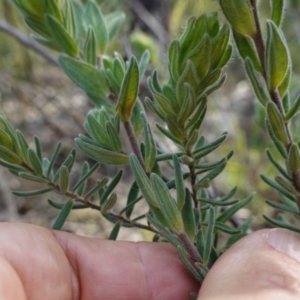 Hibbertia crinita at Bumbaldry, NSW - 30 Aug 2024